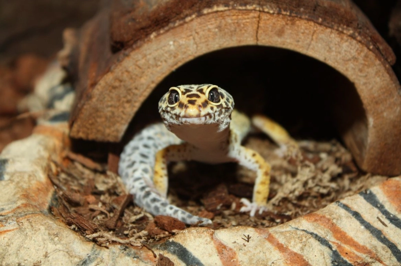 heat lamp safety reptile heat lamp safety reptile