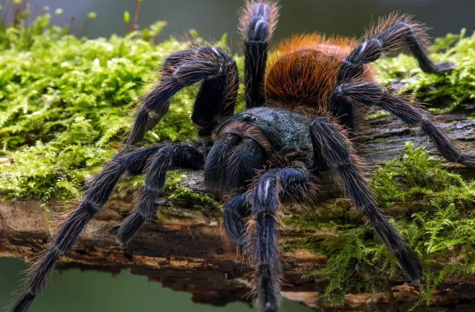 types of tarantulas