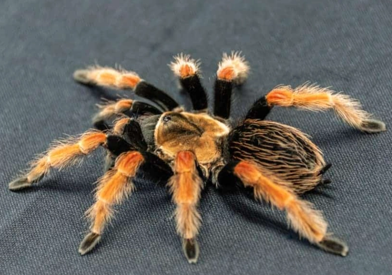 ground dwelling tarantulas