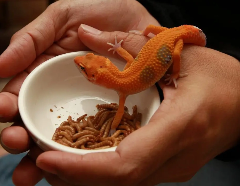 baby leopard gecko feeding schedule