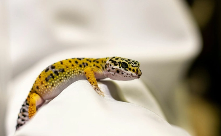 leopard gecko lifespan leopard gecko lifespan