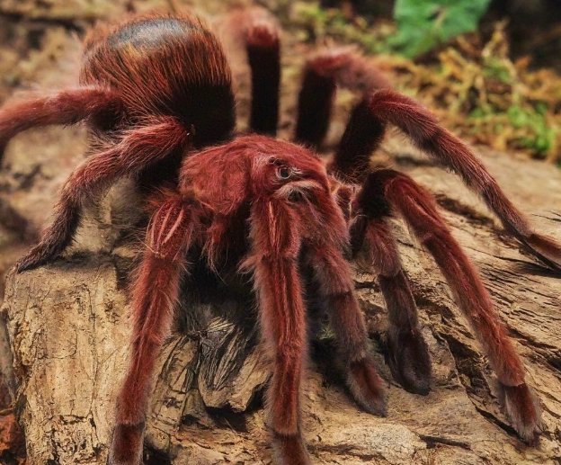aggressive tarantula species