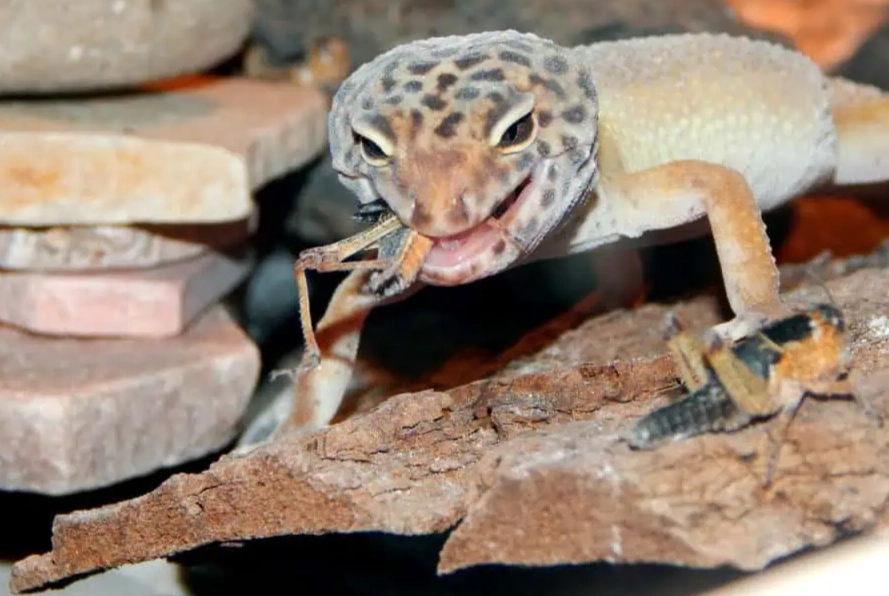 how long can a leopard gecko live without food
