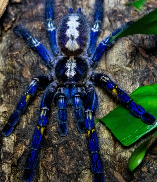 rare tarantula species