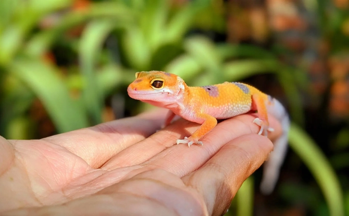 baby leopard gecko care