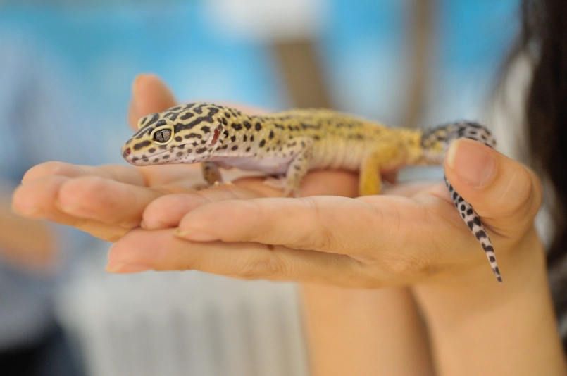 leopard gecko heat lamp