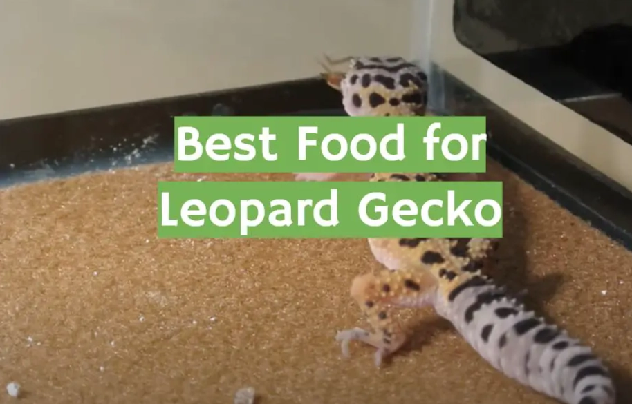 baby leopard gecko food
