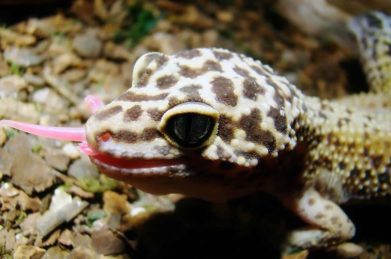 Leopard gecko morphs comparison Leopard gecko morphs comparison