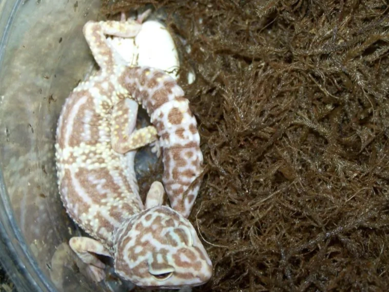 leopard gecko fasting
