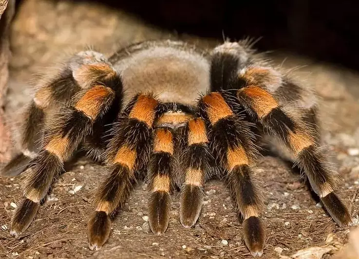 tarantula diversity