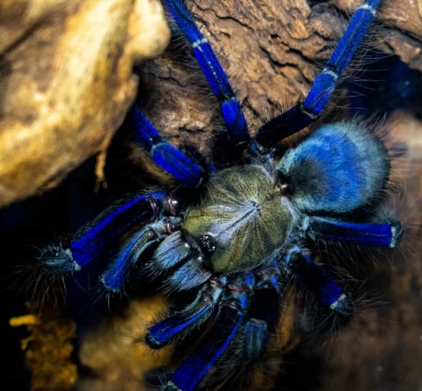 Poecilotheria metallica care