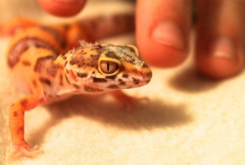 baby leopard gecko care baby leopard gecko care