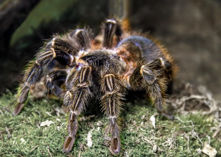 types of tarantulas