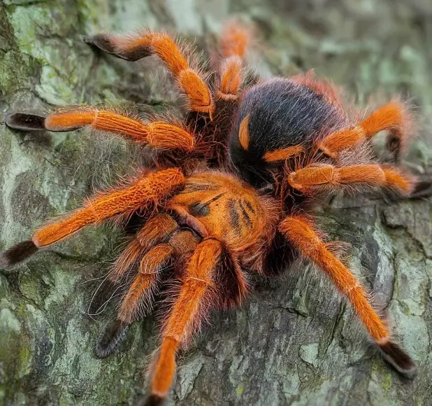aggressive tarantula species