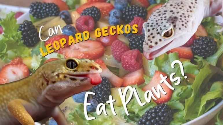 feeding leopard geckos