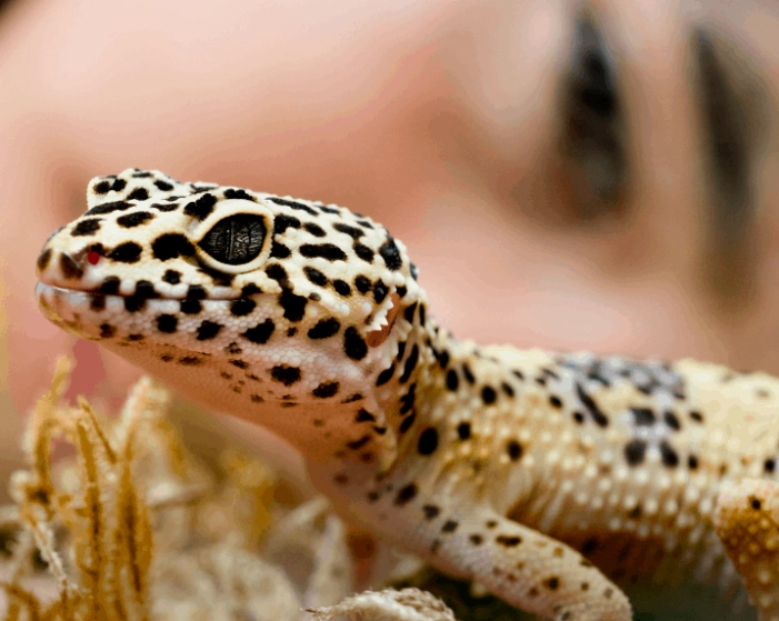 senior leopard gecko care