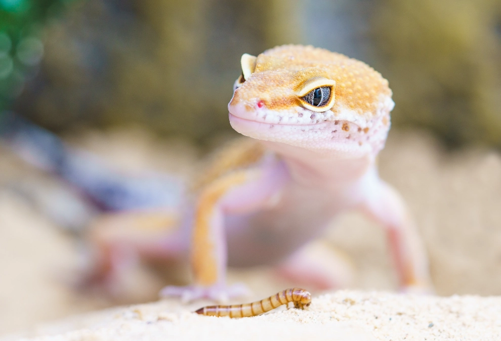 leaf-tailed gecko diet