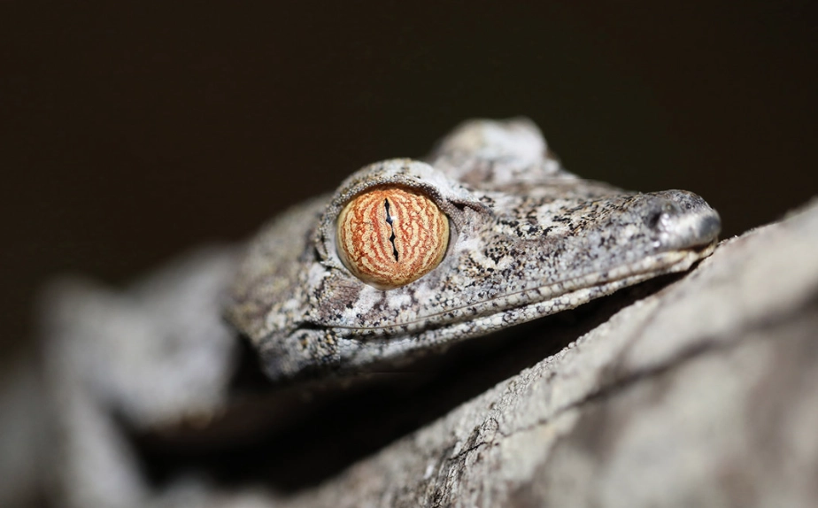Giant leaf-tailed gecko care