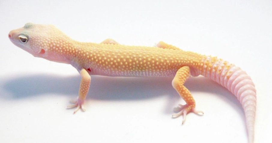 albino leopard gecko