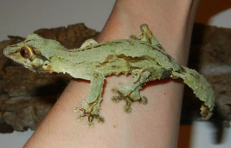 Madagascar leaf-tailed gecko