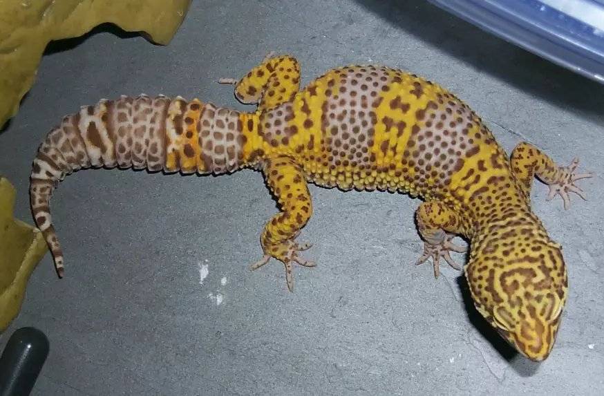 leopard gecko size by month