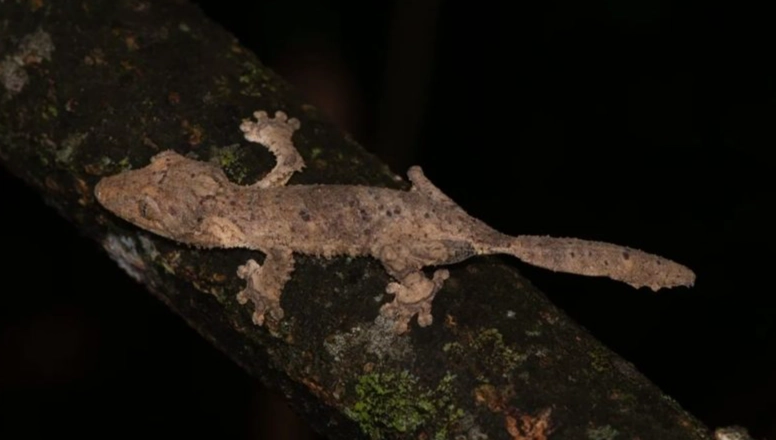 leaf-tailed gecko social behavior