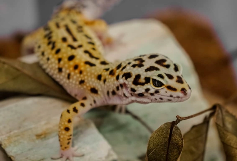 leopard gecko size by month