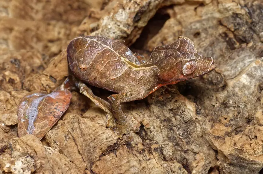 Uroplatus gecko care