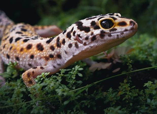 how long do leopard geckos live