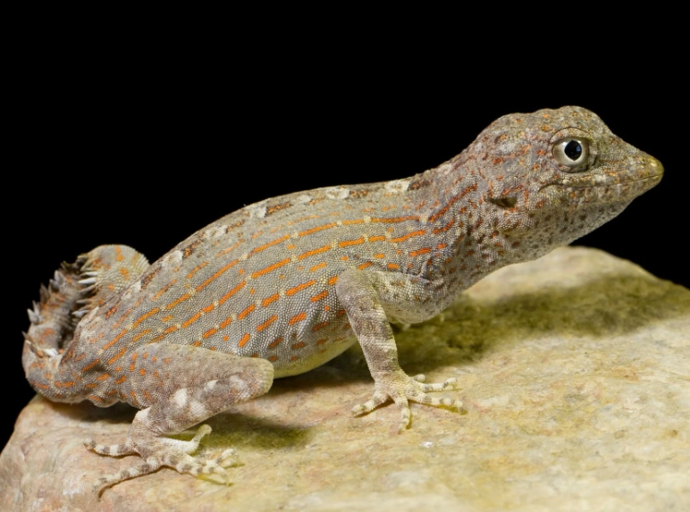 are scorpion-tailed geckos good pets