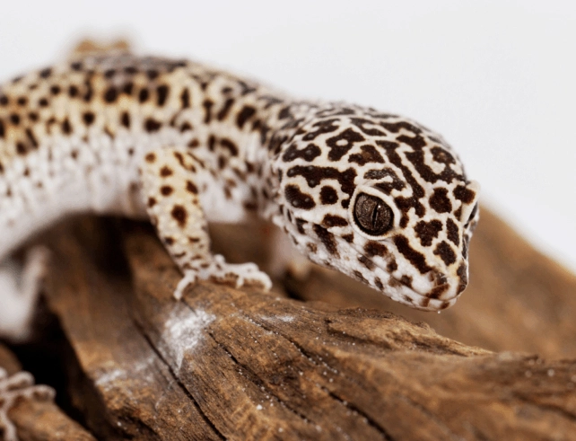 leopard gecko diet by age