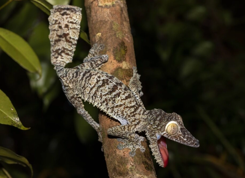 good pet gecko species