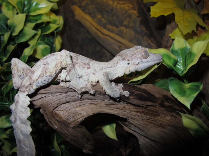 leaf-tailed gecko pet