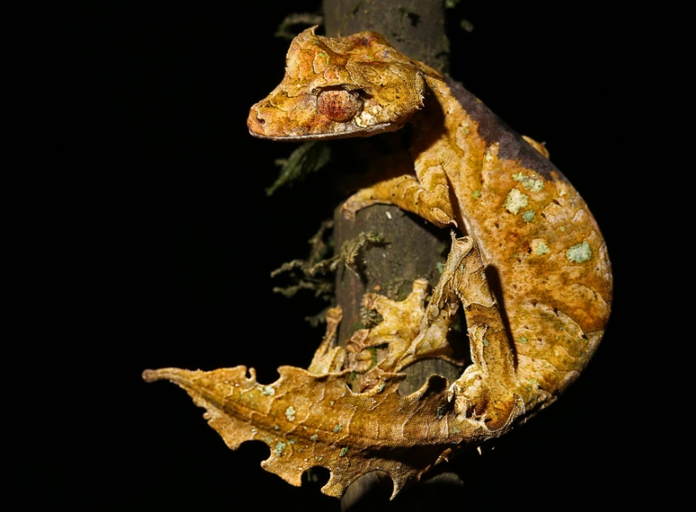 leaf-tailed gecko care