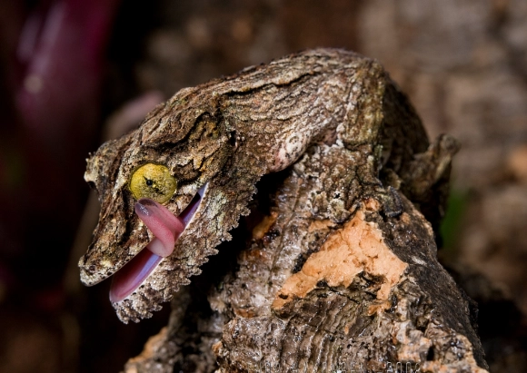 Uroplatus sikorae