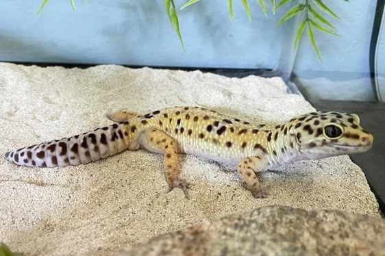 how long do leopard geckos live