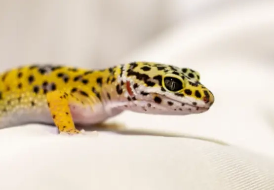 leopard gecko handling tips