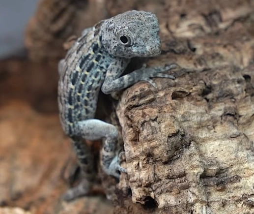 scorpion-tailed gecko pet