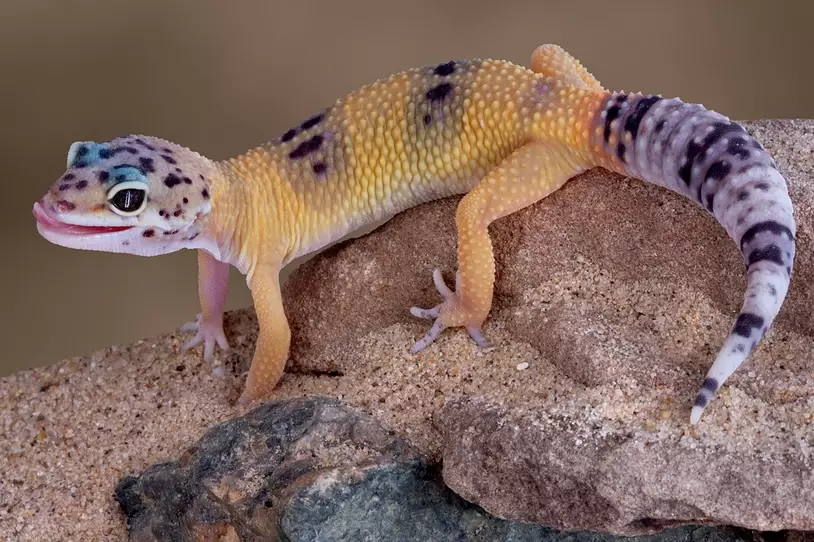 fancy leopard gecko temperament