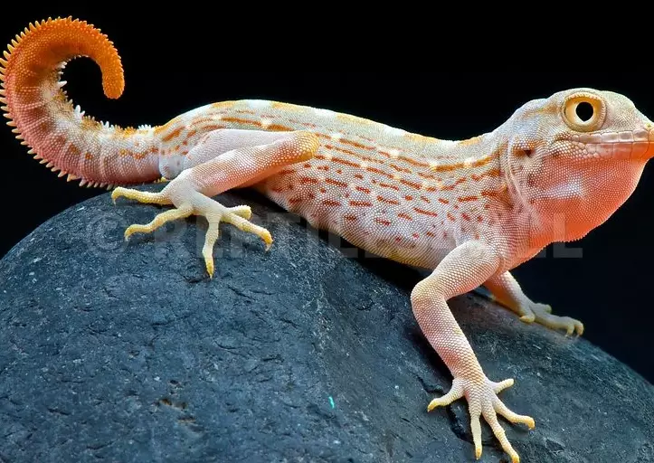 scorpion-tailed gecko care