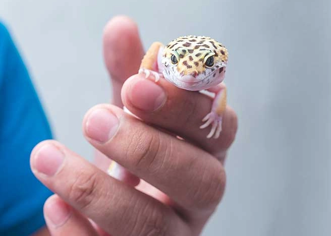 fancy leopard gecko temperament