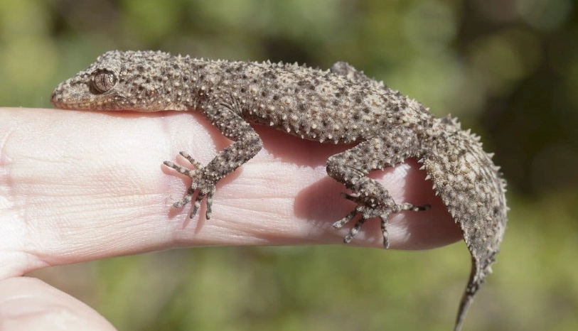 Madagascar leaf-tailed gecko