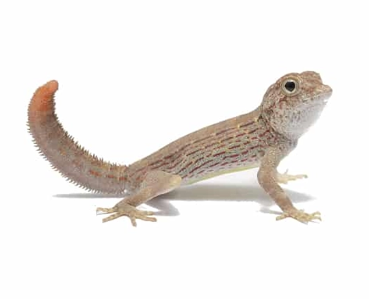 scorpion-tailed gecko pet