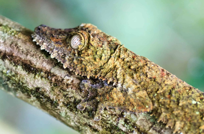 Uroplatus solitary