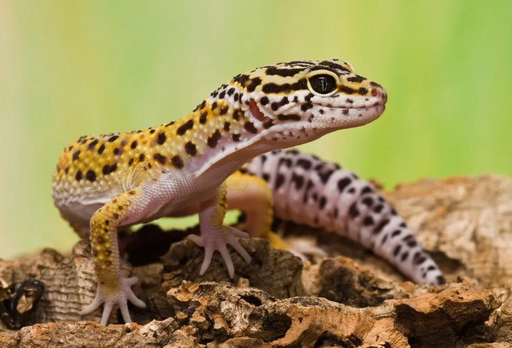 blizzard leopard gecko morph