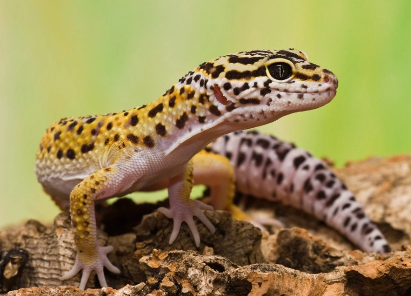 old leopard gecko