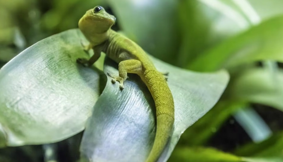 what do leaf-tailed geckos eat