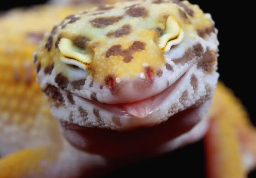 leopard gecko feeding schedule