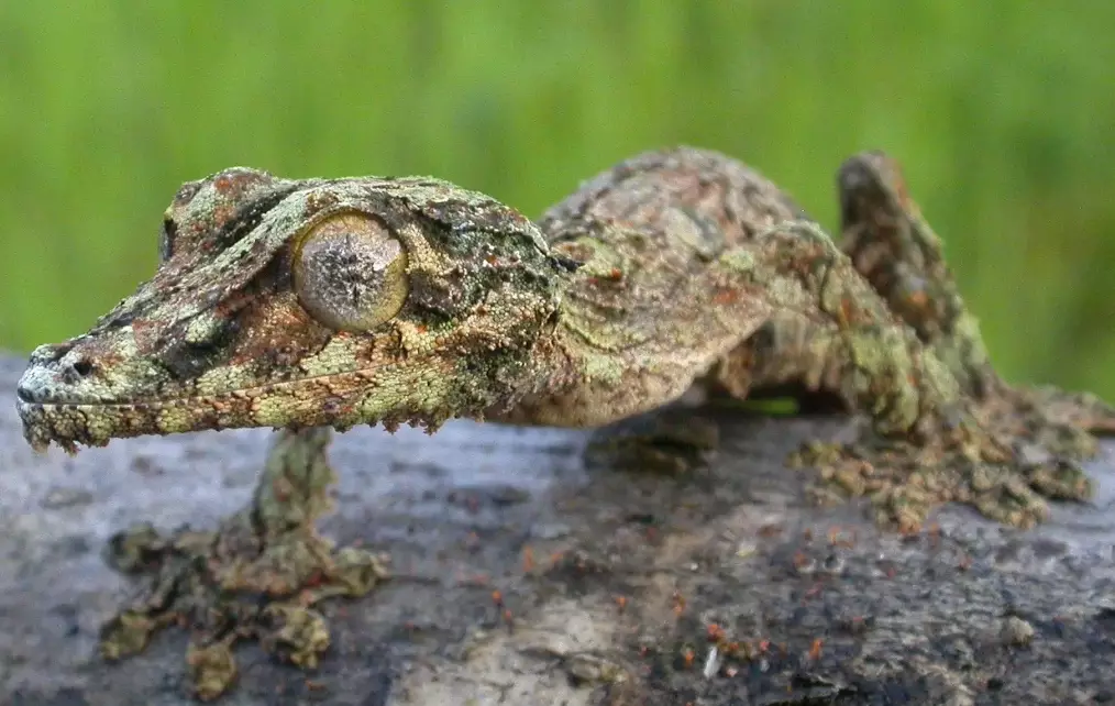 mossy leaf-tailed gecko care