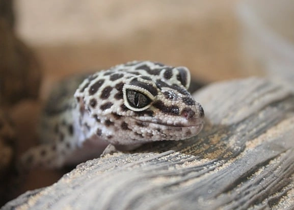are leopard geckos friendly pets